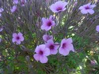 Blütenpracht in Esmeralda's Garten