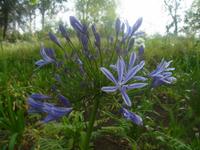 Agapanthus im Blandy Garden