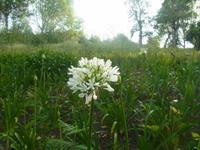 Weiße Agapanthus im Blany Garden