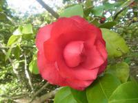 Kamelien im Blandy Garden