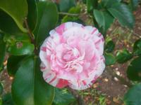 Kamelien im Blandy Garden