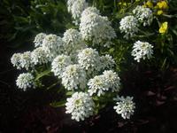 Blütenpracht im Blandy Garden