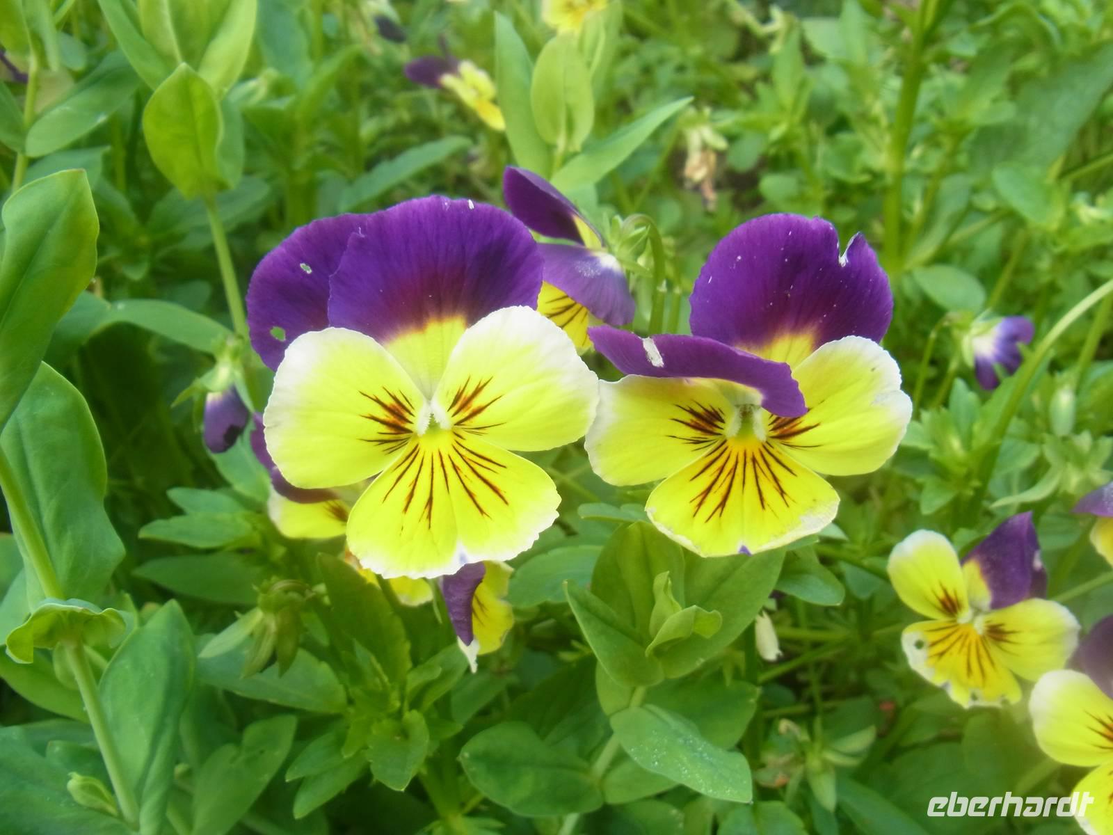 Blütenzauber auf Madeira