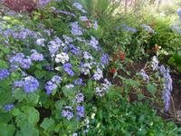 Blütenpracht im Blandy Garden