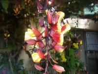 Orchideen im Jardim Botanico