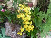 Orchideenpracht auf Madeira