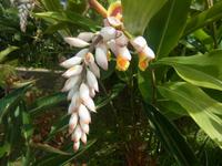 Orchideen im Garden der Familie Pregetter