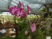 Orchideen im Jardim Botanico