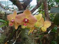 Orchideen auf Madeira