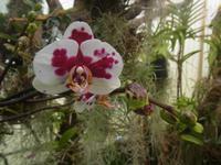 Orchideenpracht auf Madeira