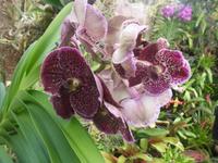 Orchideenzüchtung der Familie Pregetter