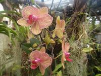 Orchideen im Jardim Botanico