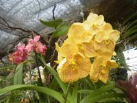 Orchideen im Jardim Botanico