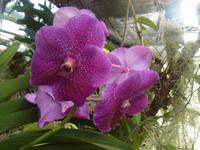 Orchideen im Jardim Botanico