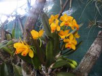 Orchideen im Garden der Familie Pregetter