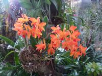 Orchideenpracht auf Madeira