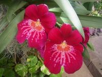 Orchideentraum auf Madeira