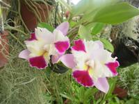 Farbenpracht im Orchideengarten auf Madeira