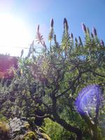 Der Stolz von Madeira