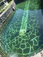 Forellenzucht auf Madeira