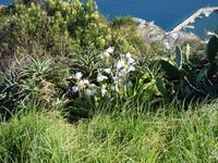 Natur pur // Blick auf den Hafen von Funchal