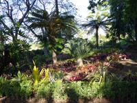 im botanischen Garten // Funchal