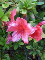 Hibiskusblüte // botanischer Garten Funchal