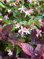 im botanischen Garten // Funchal