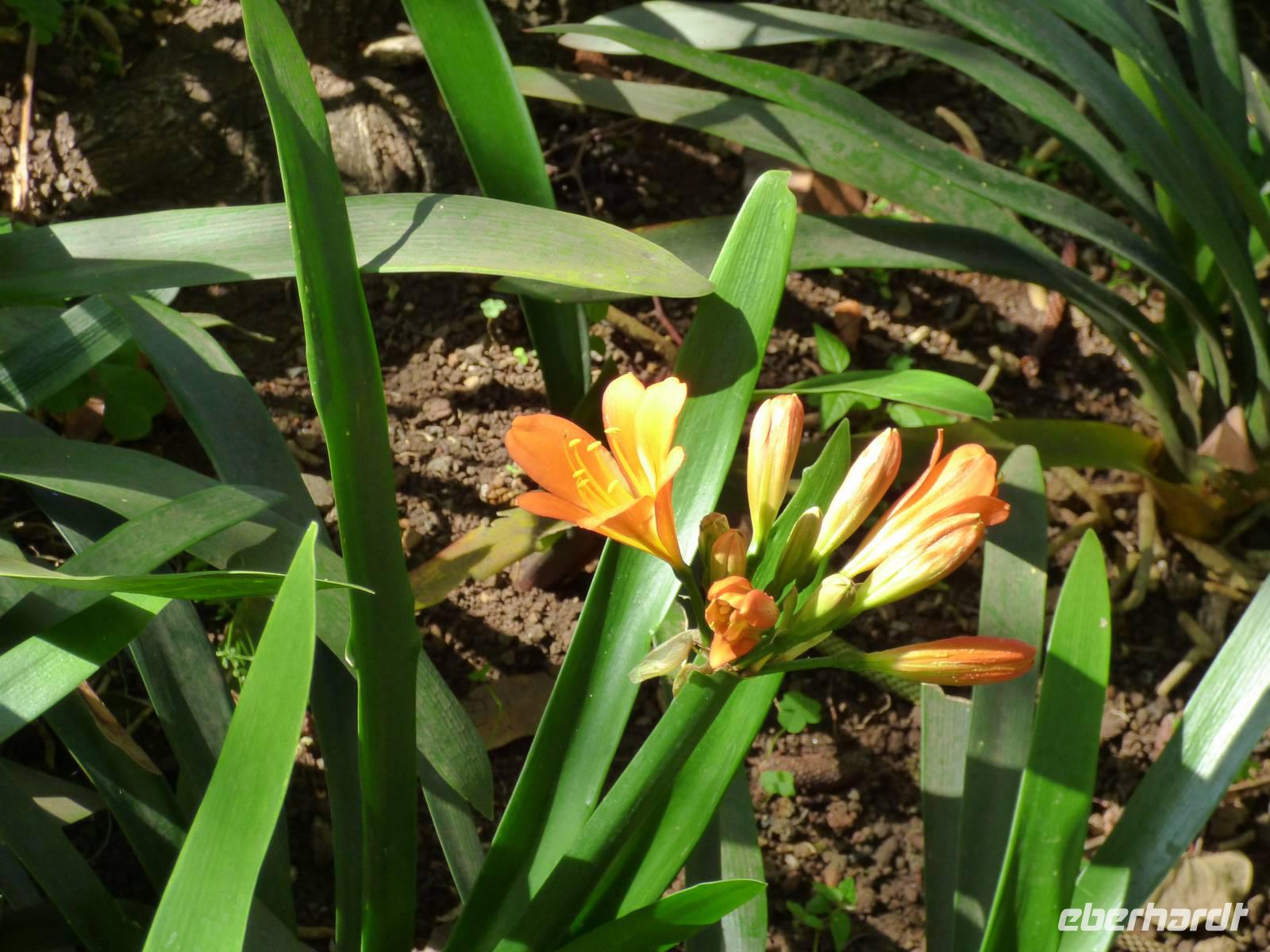 im botanischen Garten // Funchal