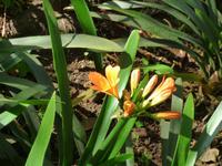 im botanischen Garten // Funchal