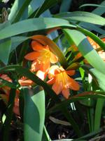 im botanischen Garten // Funchal