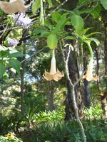 Engelstrompeten im botanischen Garten // Funchal