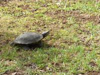 im botanischen Garten // Funchal