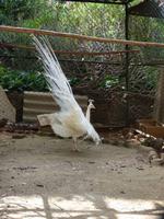 im botanischen Garten // Funchal