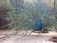 welch Ehre // botanischer Garten // Funchal