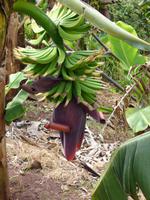 Bananenstaude // an der Levada bei Maroços