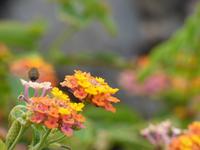 Blumenmeer // Caniço