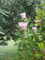 Garten der Quinta do Palheiro