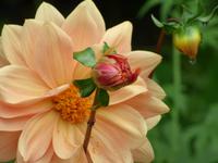 Garten der Quinta do Palheiro