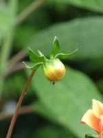 Garten der Quinta do Palheiro