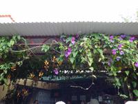 Eingang zum Orchideengarten