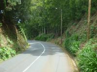 der Urwald Madeiras // Lorbeerwald