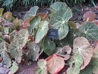 80-Begonias