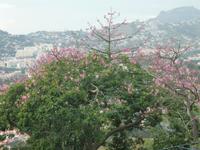 Kapok (Ceiba pentandra), auch Pflanzendaunenbaum