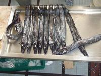 schwarzer Degenfisch