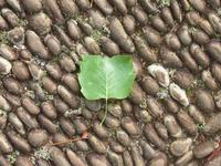 ein Katzenkopfumriss- Blatt vom Tulpenbaum