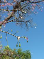 ein Kapokbaum mit Blüte, Frucht und Samen