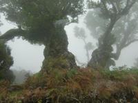 Nebel auf der Hochebene