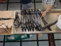 Schwarzer Degenfisch