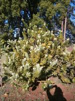 Gärten Madeiras - Anwesen Familie Blandy